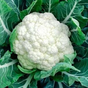Fresh Phool Gobhi in Delhi – Daily Home Delivery